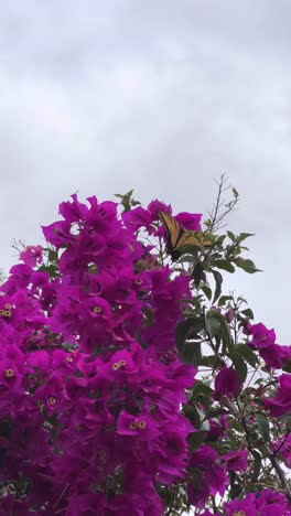 beautiful butterfly dancing and flying in this place of colors