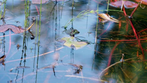 cloe-up of frog underwater in a natural pond