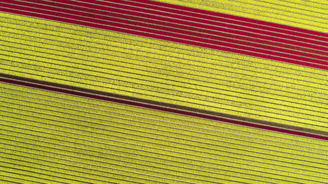 Aerial Screwdriver shot above a colorful tulip farmland, on a sunny day