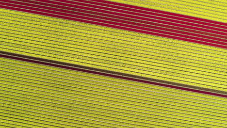 Aerial-Screwdriver-shot-above-a-colorful-tulip-farmland,-on-a-sunny-day