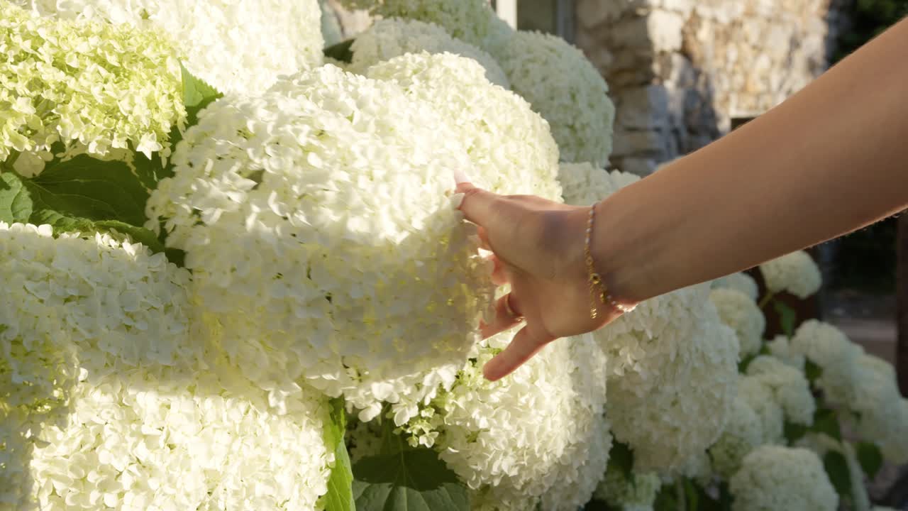 Woman Hand Touching Full Bloom Of White Hydrangea Flowers. Slow Motion Shot