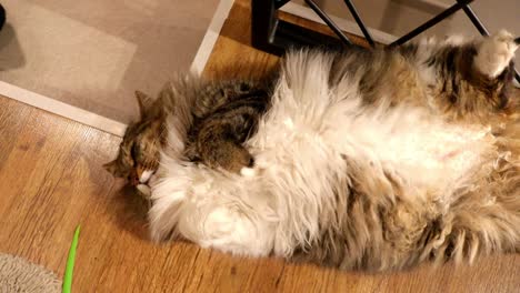 beautiful cat, big and fluffy furry pet relaxes on his back, close up shot