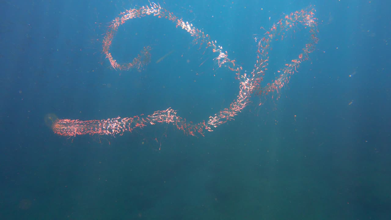 Lang bioluminescerende sifonofor-koloni svømmer i åbent havvand