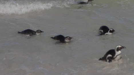 multiple african penguins (fledglings and adults) exit the water and waddle onto the beach