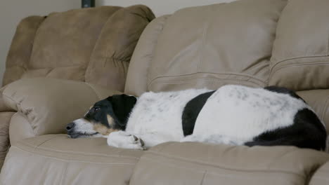 Large-Dog-Laying-on-Leather-Couch-Falling-Asleep