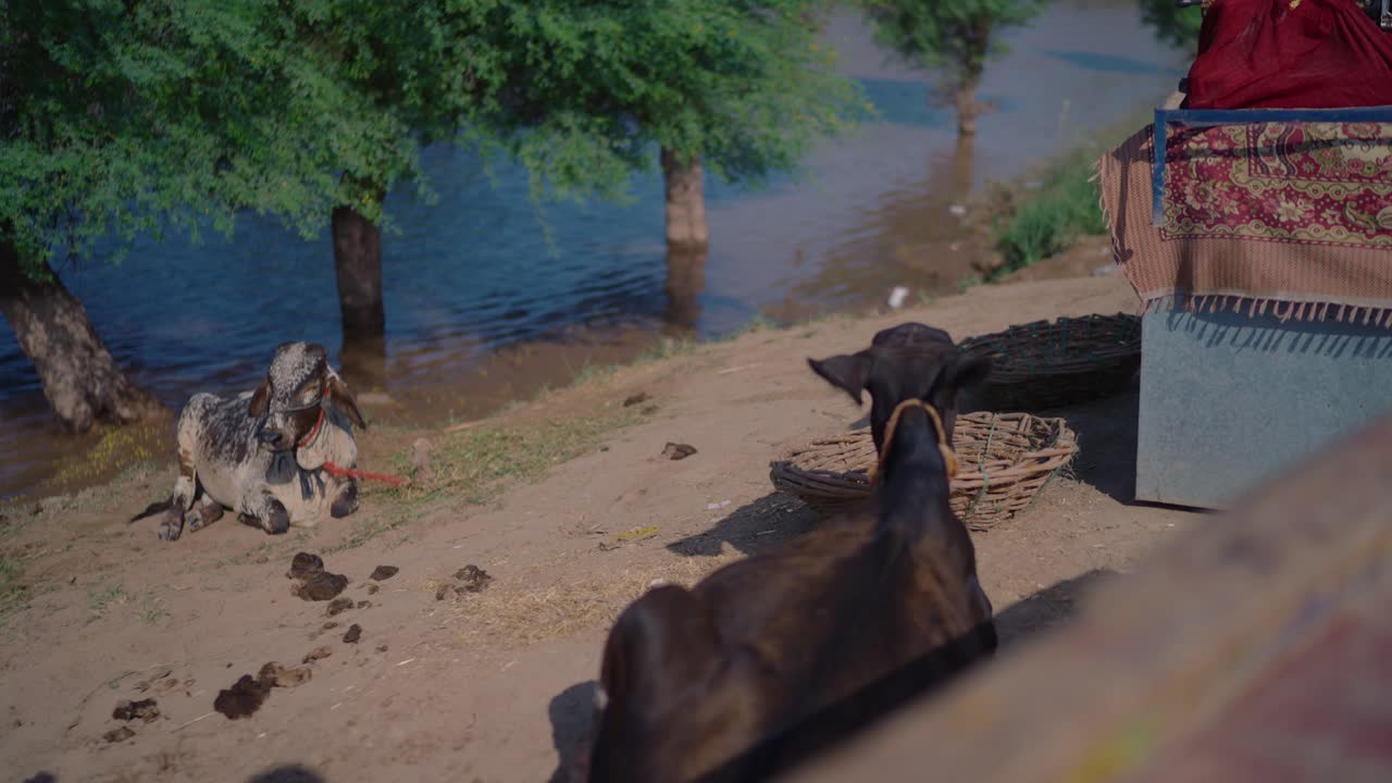 Goats sit near floodwaters in Jalalpur Pirwala Punjab after monsoon rains