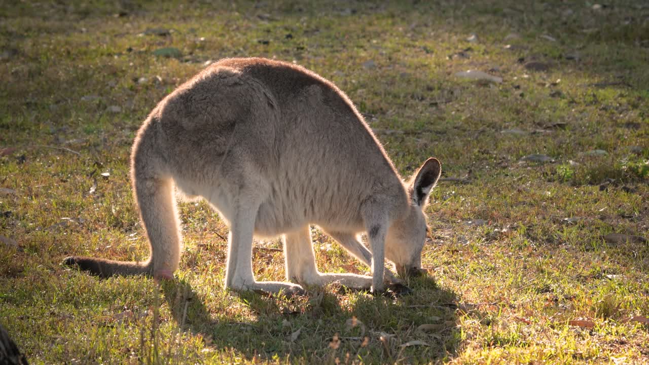 el canguro gris oriental se alimenta en el sol de la mañana, el parque de conservación del lago coombabah, gold coast, queensland