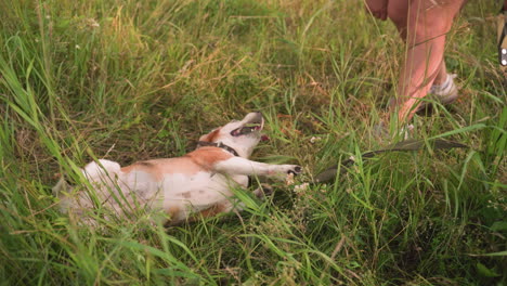 partial view of person in canvas sneakers playing with dog on grassy field, dog lies on ground, appearing excited with tongue out, looking at person as they pet it affectionately