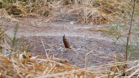 slowmotion of petard exploding under water and moving cone twice