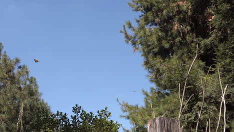 Toma-Panorámica-En-Cámara-Lenta-De-Mariposas-Monarca-Volando