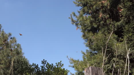 toma panorámica en cámara lenta de mariposas monarca volando