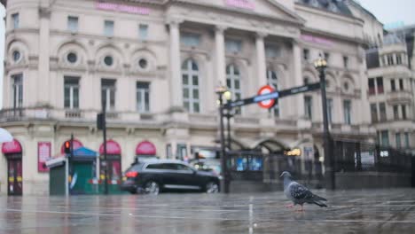 london pigeon walking in front of underground roundel in the rain slow motion