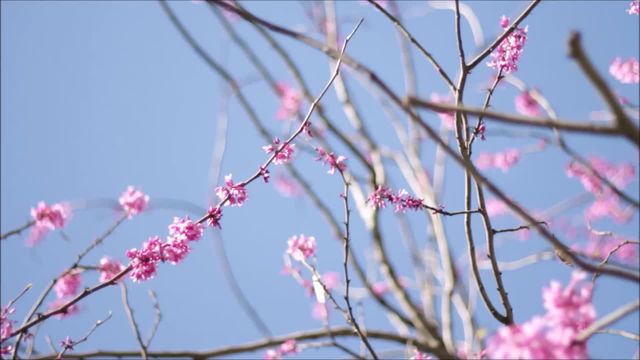 Pink spring flowers with blue background