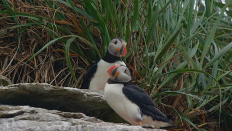 atlantic puffins cleaning his feathers with grass background in close up