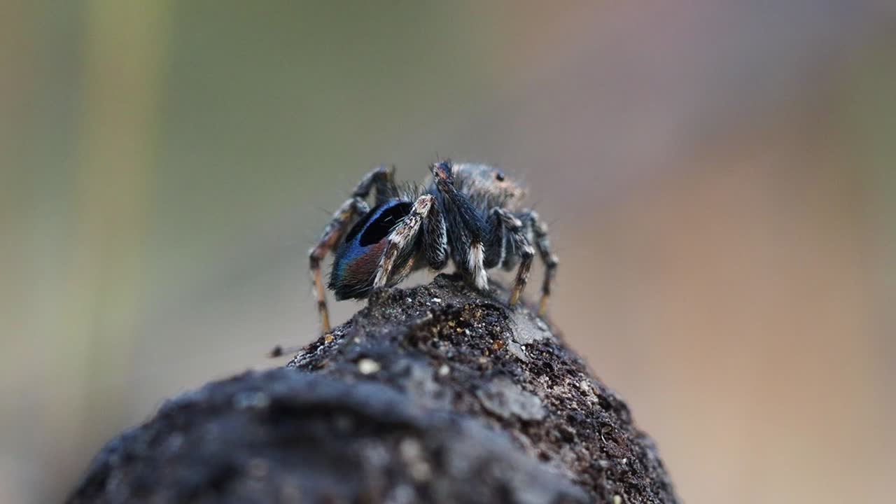 araña pavo real, macho maratus chrysomelas