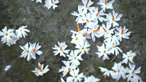 night jasmine, seuli or shefali flower is symbol flower of saradiya or durga puja festival in autumn season