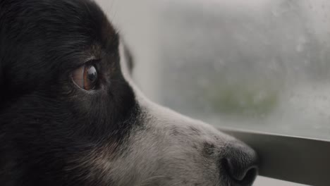 primo piano di un cane da pastore australiano che guarda fuori dalla finestra in una giornata piovosa