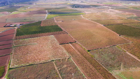 Aerial-Shot-Of-Beautiful-Winery-With-Vineyards-In-Alicante,-Spain