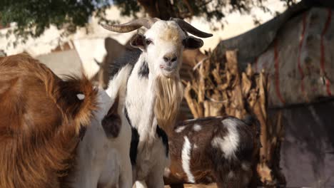 cerca de macho cabrío africano, animales domésticos en el pueblo en un día soleado
