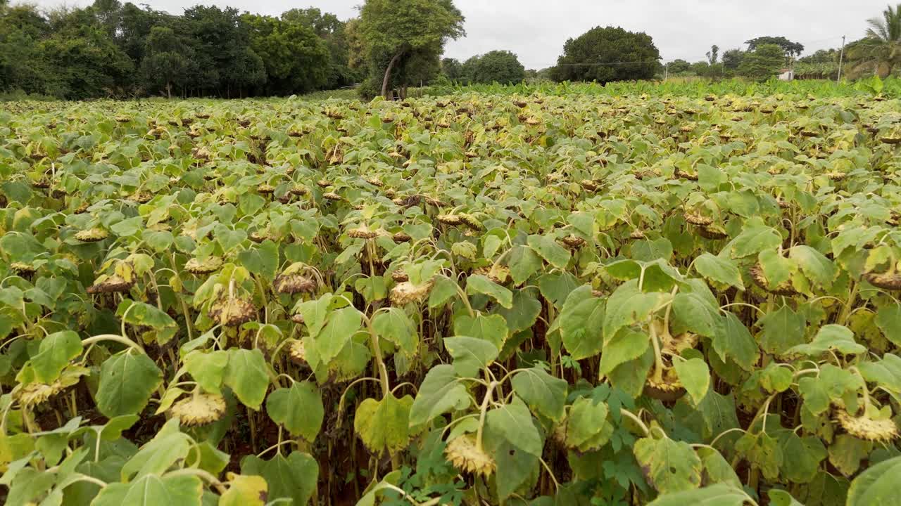 Agricultural field of dry ripe sunflower ready for harvest at sunny autumn day, drone view focusing on the texture of the drying sunflower oil seeds