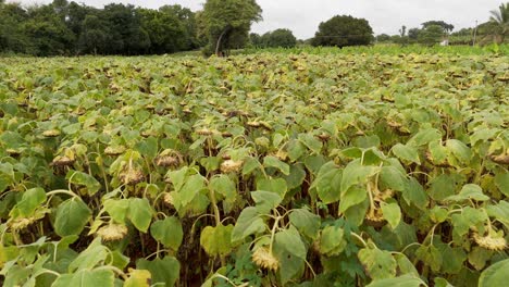 agricultural field of dry ripe sunflower ready for harvest at sunny autumn day, drone view focusing on the texture of the drying sunflower oil seeds