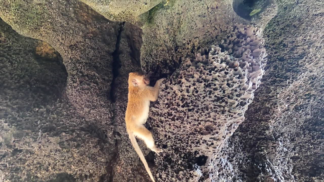 Piccola scimmia che si arrampica su una roccia nella splendida Thailandia