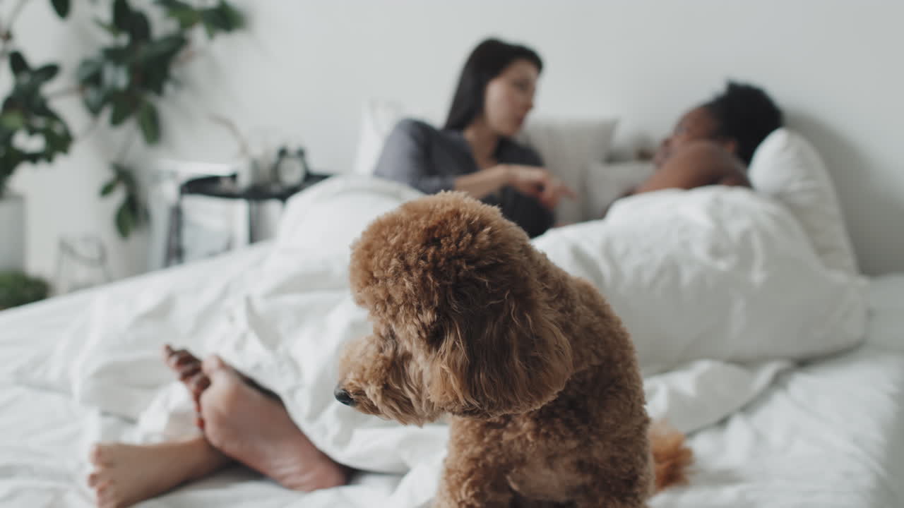 Adorable Maltipoo Dog Sitting on Bed