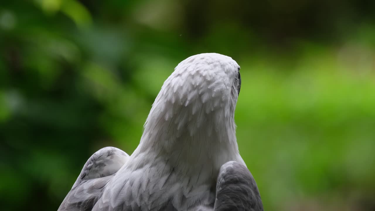 mirando hacia la derecha y mirando hacia arriba, águila marina de vientre blanco haliaeetus leucogaster
