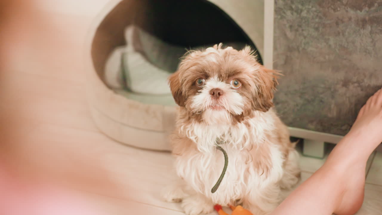 Small Dog Sitting At OwnerS Feet, Attentive Puppy Watches With Orange Toy And Leash Nearby, Indoor Living Room Portrait, Relaxed Loyal Companion Vibe, Candid Warm Tones, Playful Anticipation, Cozy