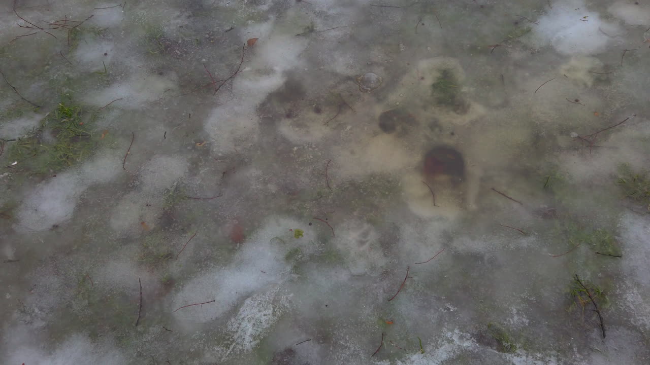 Makro záběr uvězněné vzduchové bubliny pod vrstvou zamrzlého ledu v parku Városliget v Budapešti. Detailní textury jinovatky, ledových krystalů a prvků zimní země vytvářejí unikátní přírodní abstrakt