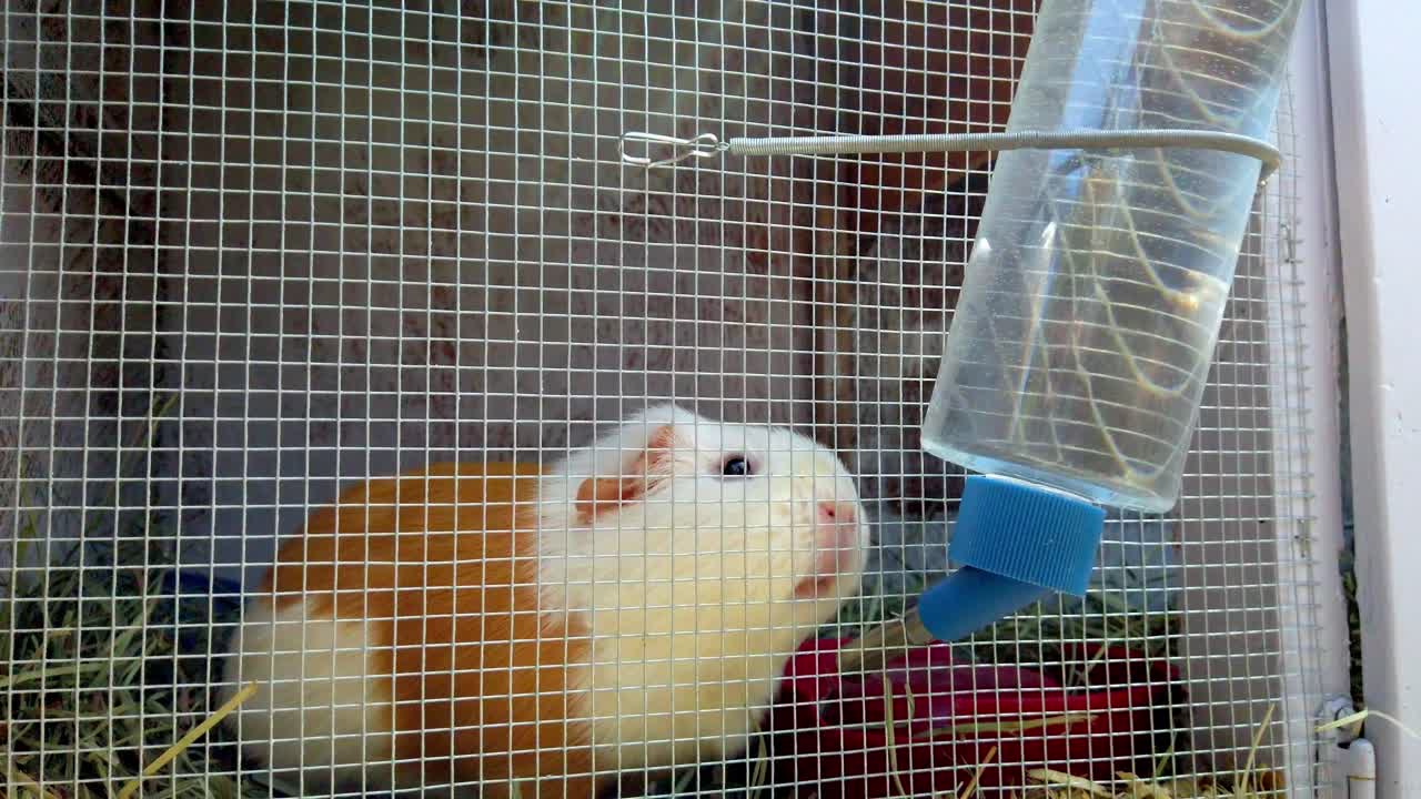 old guinea pig drinking water