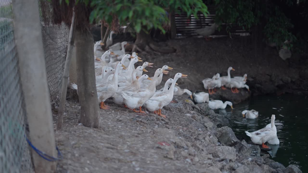 Flock of White Ducks by a Pond