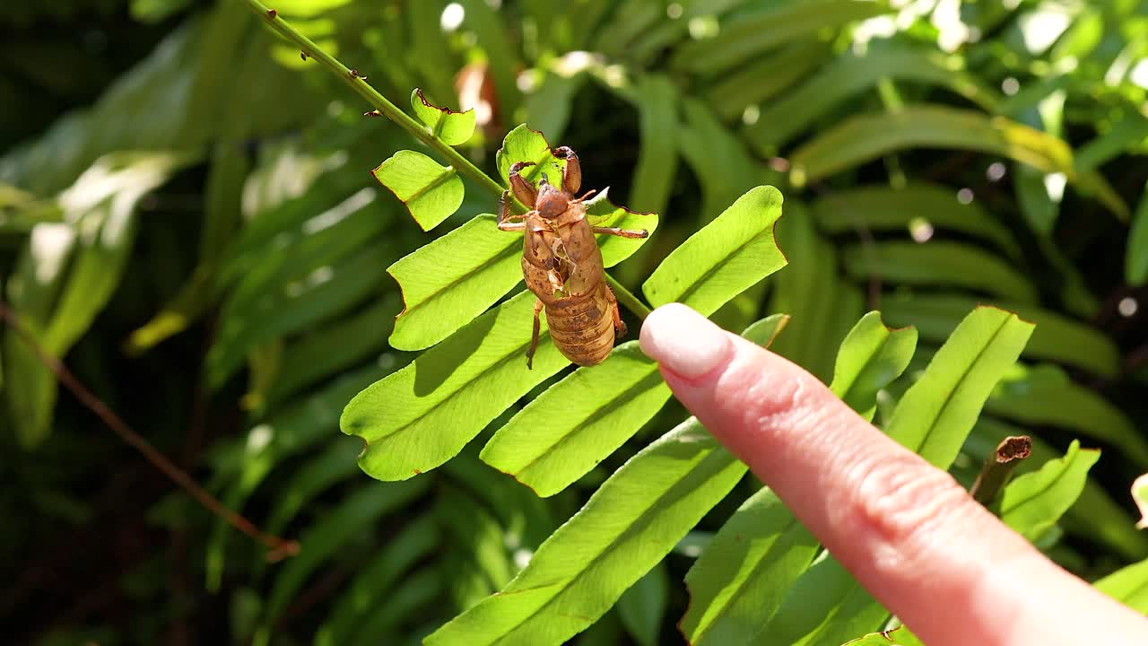 A cicada shell rests on a vibrant green leaf as a finger gently approaches, set in a sunlit garden environment