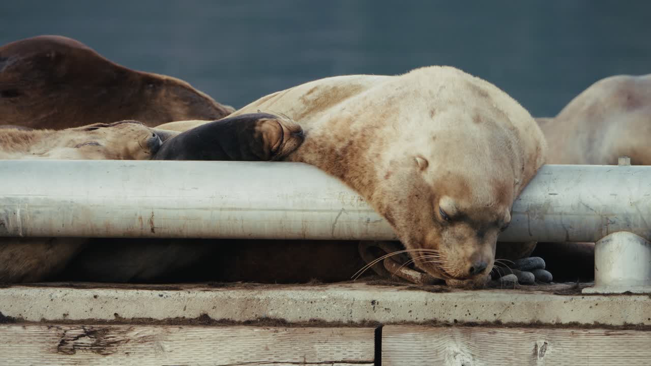 Sea lions rest on a breakwater in autumn gathering near the shore