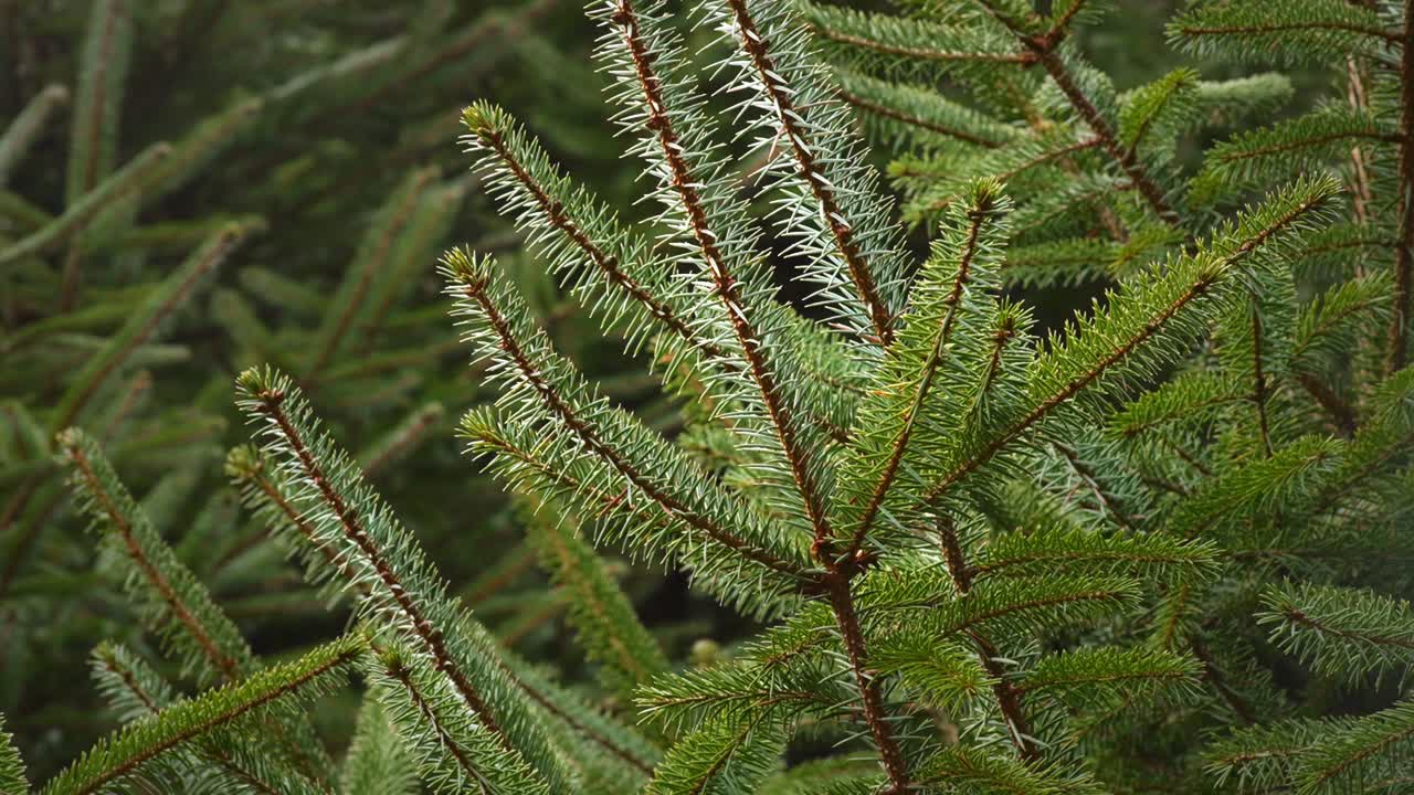 Close up of pine tree in sunny forest. Ideal for nature documentaries and background visuals