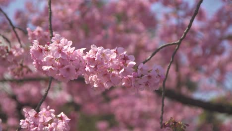 las flores de sakura rosadas