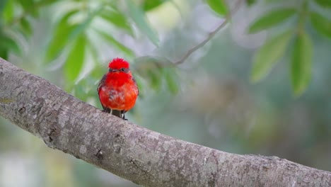 Flycatcher-Bermellón-Común,-Pyrocephalus-Rubinus-Con-Hermoso-Plumaje-Rojo-Brillante,-Posado-En-La-Rama-Del-árbol-Con-Follajes-Verdes-Balanceándose-En-Cámara-Lenta-En-El-Fondo-En-Un-Día-Ventoso