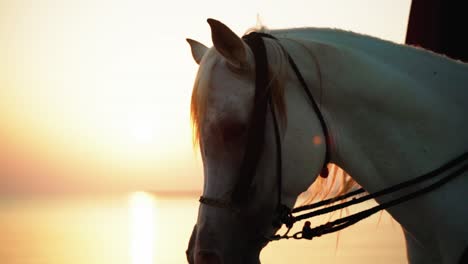 arabian horse in golden hour in qatar desert