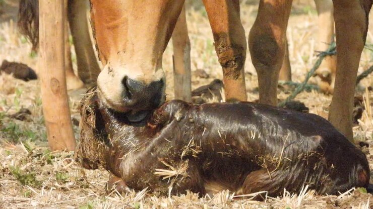 Nascita di vitello - neonato.