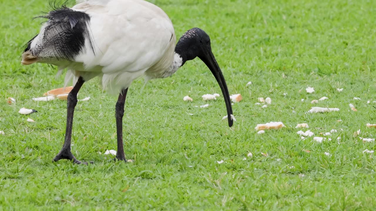 An ibis with a black head and white body pecks at the ground on a grassy field.