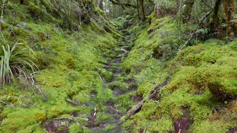 tilt up pathway worn in tree roots in damp, mossy rainforest hillside