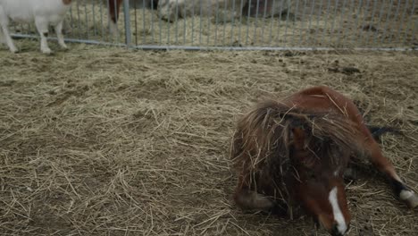 Lustiges-Braunes-Miniaturpferd,-Das-Auf-Einem-Heu-Auf-Einer-Farmranch-In-Coaticook,-Quebec,-Kanada-Rollt---Mittlerer-Schuss,-Zeitlupe