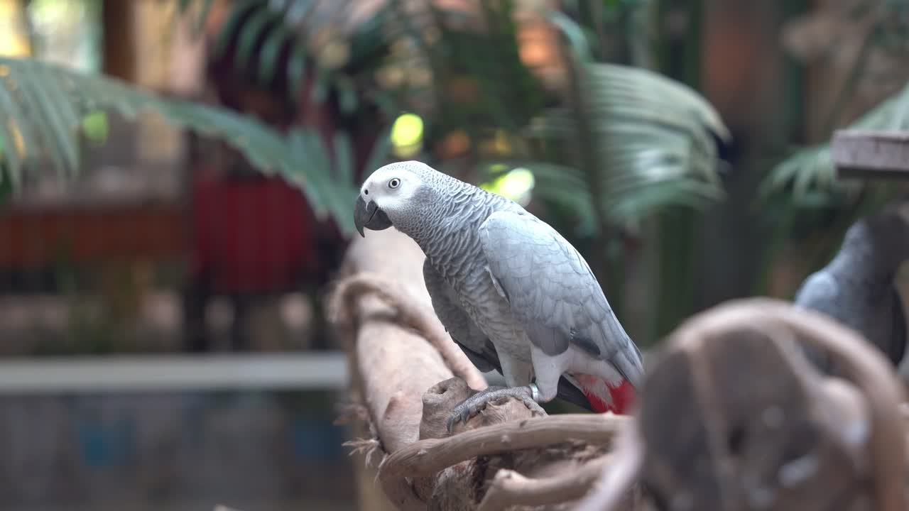 mascota de compañía inteligente, loro gris africano del congo, psittacus erithacus posado en la rama contra el fondo borroso del bokeh, chirriando para expresar su felicidad, primer plano