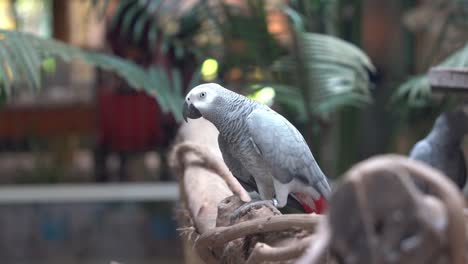 intelligent companion pet, congo african grey parrot, psittacus erithacus perching on the branch against bokeh blurred background, chirping to express its happiness, close up shot