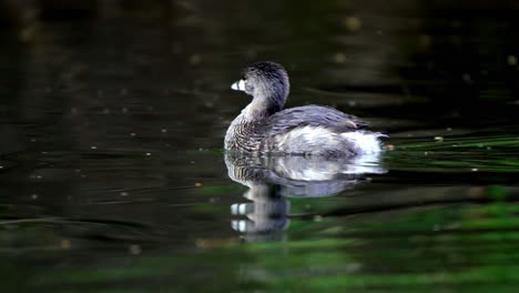 close up shot of a least grebe swimming on a pond and looking around