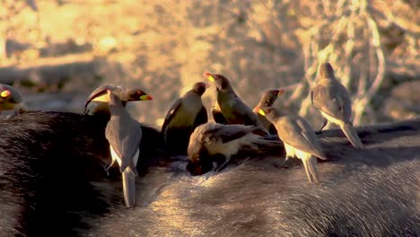 a smooth steady tight clip of yellowbilled oxpeckers cleaning parasites and ticks from a buffalo's back