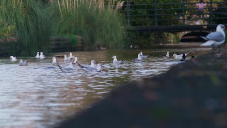 Bandada-De-Gaviotas-Flotan-En-Un-Canal-Y-Luego-Se-Van-Volando