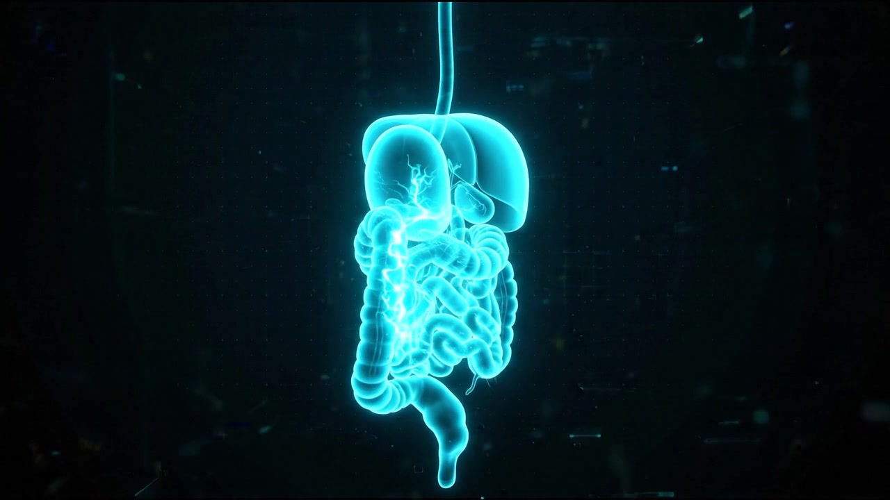 Diagnostic blue holographic large and small intestines isolated on black
