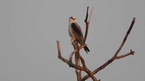 black-winged kite in pond area