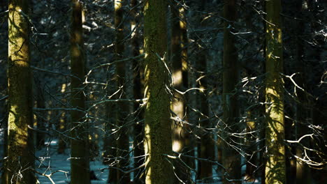 Sunset-or-sunrise-in-the-winter-pine-forest-covered-with-a-snow